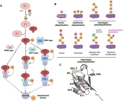 The Role of Ubiquitin in Regulating Stress Granule Dynamics